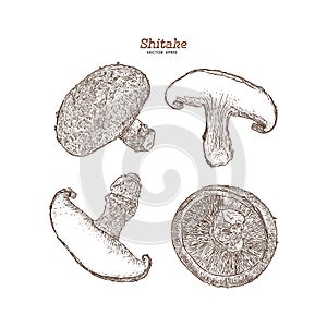 Collection of shiitake: mushroom and a bit of shiitake. Mushroom. Vector hand drawn illustration. - Vector