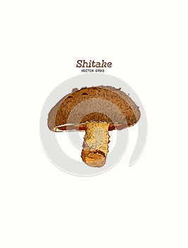 Collection of shiitake: mushroom and a bit of shiitake. Mushroom. Vector hand drawn illustration. - Vector