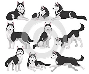 Collection of Siberian Husky in various poses, white and black purebred dog animal with blue eyes vector Illustration on