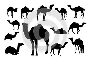Collection of silhouette camel mammal vector illustration, arabic animal logo vector
