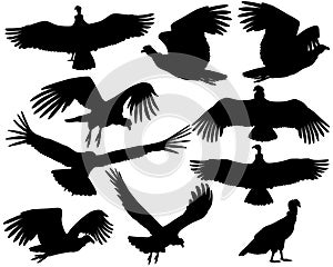 Collection of silhouettes of andean condor vulture birds