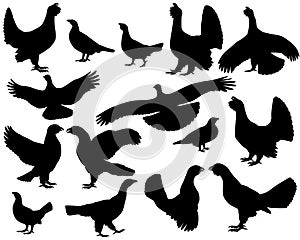 Collection of silhouettes of capercaillie birds, also called western capercaillie or wood grouse