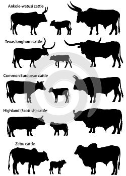 Collection of silhouettes of different species of cattle