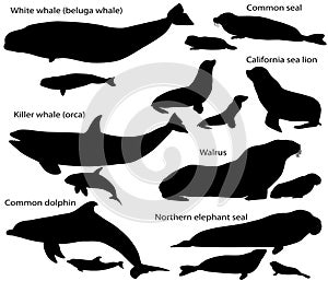 Collection of silhouettes of marine mammals and its cubs