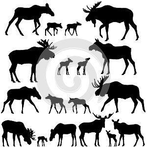 Collection of silhouettes of mooses also named elks and its cubs