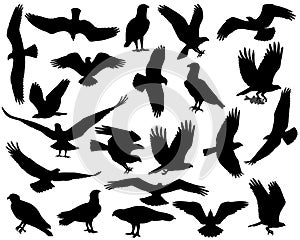 Collection of silhouettes of osprey or fish hawk birds