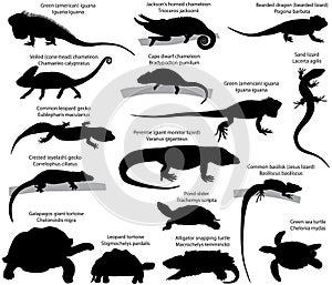 Collection of silhouettes of reptiles