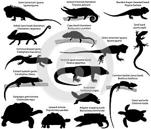 Collection of silhouettes of reptiles photo