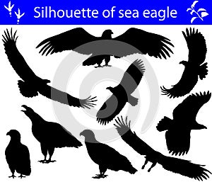 Collection of silhouettes of sea eagles