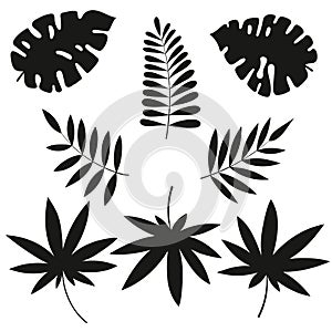 Collection of silhouettes of tropical leaves, monstera and palm trees, isolated on white background