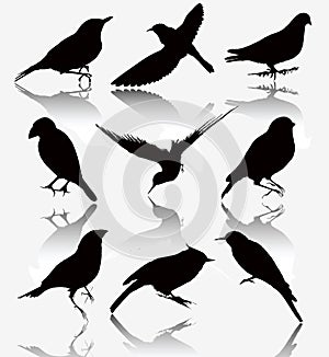 Collection of silhouettes of wild birds, vector il