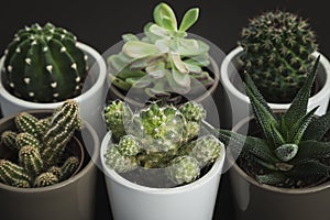Collection of six small cacti and succulent plants in pots