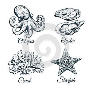 Collection sketch Octopus, coral, oyster starfish