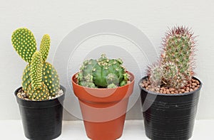 Collection of small cactus or succulent plants on white and grey background