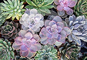 Collection of small decorative succulents in pots, top view