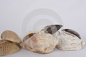 Seashells on white background