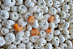 Collection of Small White Pumpkins with Five Small Orange Pumpkin