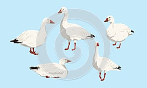 Collection of snow geese. White arctic goose Anser caerulescens. Birds of the North, inhabiting Greenland, Alaska, Canada, Siberia photo