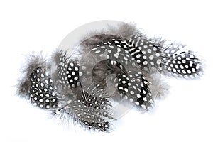 Collection of Spotted Fluffy Guinea Fowl Feathers