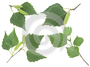 Collection of spring birch branches with green leaves isolated on white background