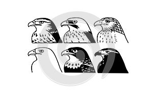 Collection of stylized black and white eagle head illustrations