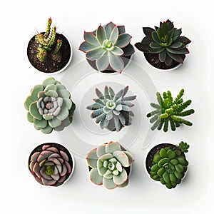 Collection of succulent plants isolated on white background. Top view.