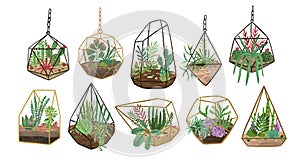 Collection of succulents, cactuses and other desert plants growing in various glass vivariums or florariums. Stylish