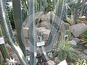 Collection of succulents in the conservatory of the botanical garden