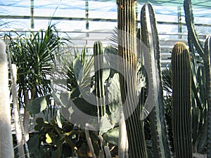 collection of succulents in the conservatory of the botanical garden