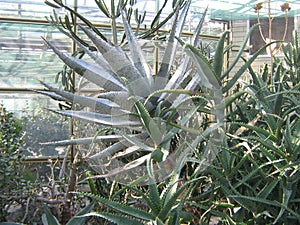 Collection of succulents in the conservatory of the botanical garden