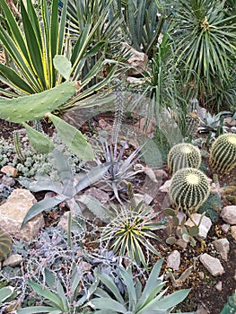 Collection of succulents with thorns, cactaceae, cactus and fatty plants