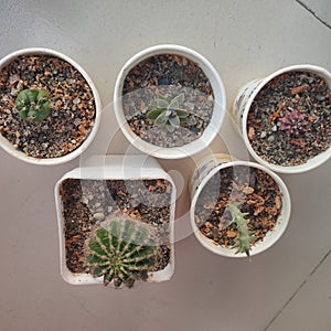 Collection of succulents in white cups