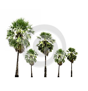 Collection of sugar palm trees isolated on white background.