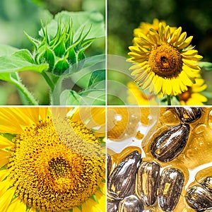 Collection of sunflowers. Flowers sunflowers. Banners with agricultural products.
