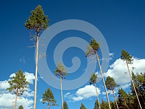 A collection of tall fir tree tops with long, bare tree trunks in sunshine making cool natural graphic peaks