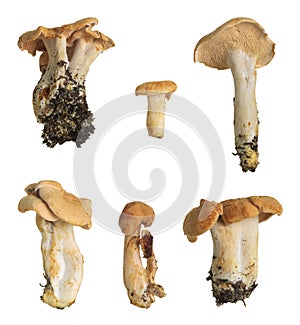 Collection of terracotta hedgehog, Hydnum rufescens mushrooms isolated on white background