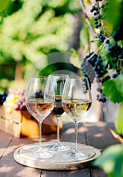 Collection of three different wines in glasses. wine