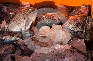 Collection of tilapia fish kept on ice in fish market for sale