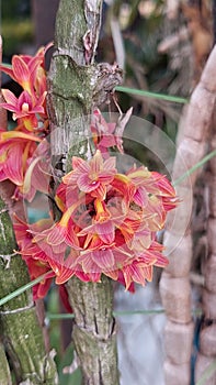 A collection of tiny red to brassy orchids that are very beautiful