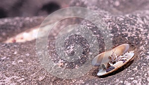 A collection of tiny shells and corals in an open seashell, on a