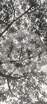 collection of tree branches in world tropis