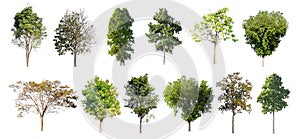 collection tree isolate on white