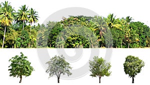 collection tree isolate on white