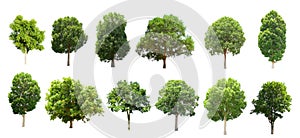 collection tree isolate on white background