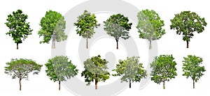 collection tree isolate on white background