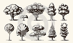 A collection of tree sketches in a vintage engraving style
