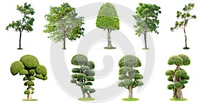 The collection of trees and bonsai tree isolated on white background. Its shrub is grown in a pot or ornamental tree in