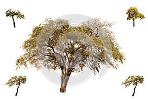 Collection of trees, Indian Jujube and little Tabebuia Aurea trees isolated on white background, look fresh and beautiful.