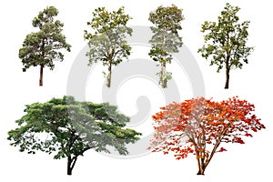 The collection of trees isolated trees on white background