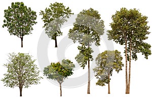 The collection of trees. Isolated trees on white background. with clipping paths